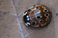 Anatis ocellata
