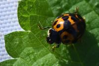 Harmonia axyridis