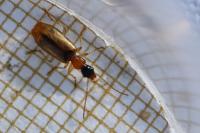 Demetrias atricapillus