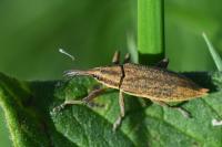 Lixus iridis