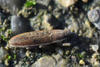 Lixus juncii