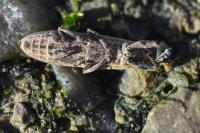 Lixus juncii