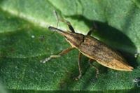 Lixus iridis