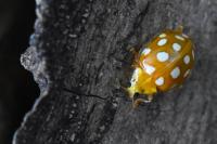 Halyzia sedecimguttata