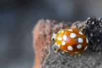 Vibidia duodecimguttata