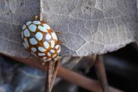Sospita vigintiguttata