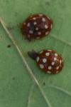 Calvia quatuordecimguttata