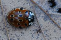 Anatis ocellata