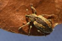 Hypera postica