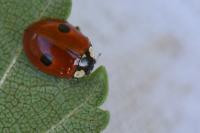 Adalia bipunctata