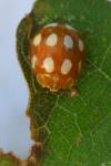 Calvia decemguttata