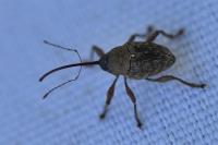 Curculio glandium