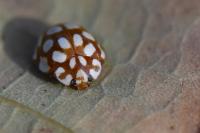 Sospita vigintiguttata
