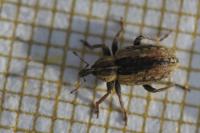 Hypera postica