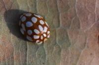 Sospita vigintiguttata