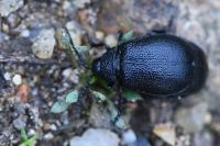Galeruca tanaceti