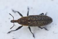 Lixus punctiventris