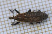 Lixus punctiventris