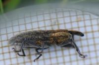 Lixus punctiventris