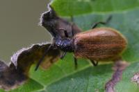 Lagria hirta