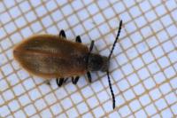 Lagria hirta