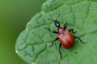 Apoderus coryli
