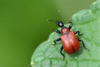 Apoderus coryli