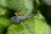 Rhopalapion longirostre