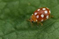Vibidia duodecimguttata