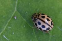 Tytthaspis sedecimpunctata