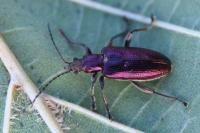 Plateumaris