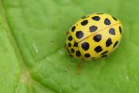 Psyllobora vigintiduopunctata
