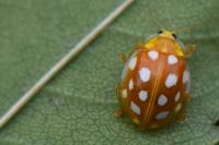 Halyzia sedecimguttata