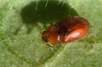 Coccidula rufa