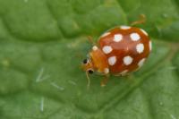 Vibidia duodecimguttata