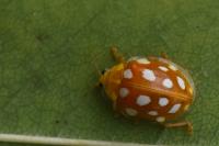 Halyzia sedecimguttata