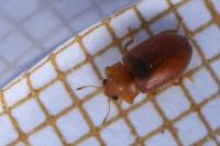 Coccidula rufa