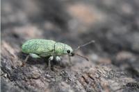 Pachyrhinus lethierryi