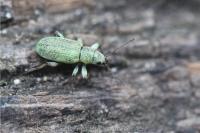 Pachyrhinus lethierryi