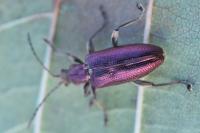 Plateumaris