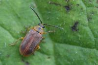 Galerucella
