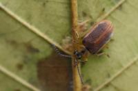 Galerucella