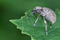 Liophloeus tessulatus