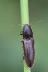 Athous haemorrhoidalis