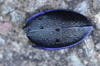 Carabus problematicus