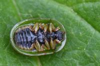 Cassida