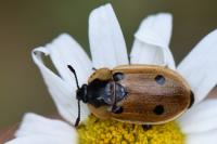 Dendroxena quadrimaculata