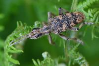 Rhagium sycophanta