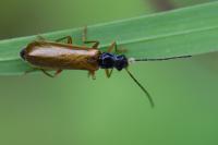 Rhagonycha lignosa