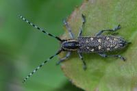 Saperda populnea
